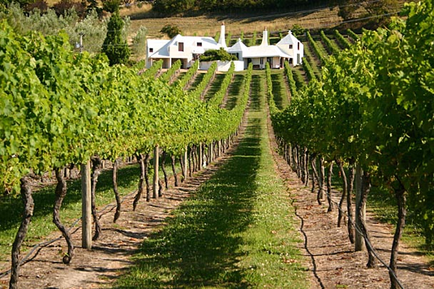 Te Mata 豪酒品飲