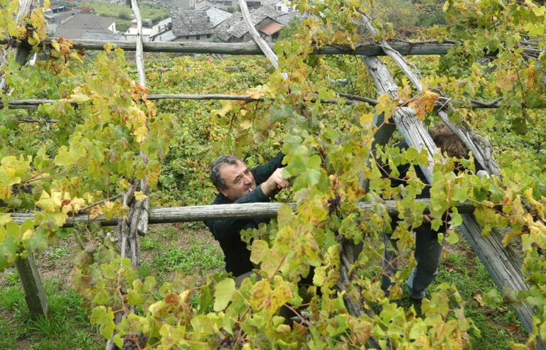 Produttori di Carema grower