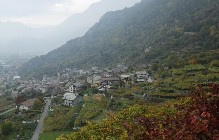 Produttori di Carema vineyard