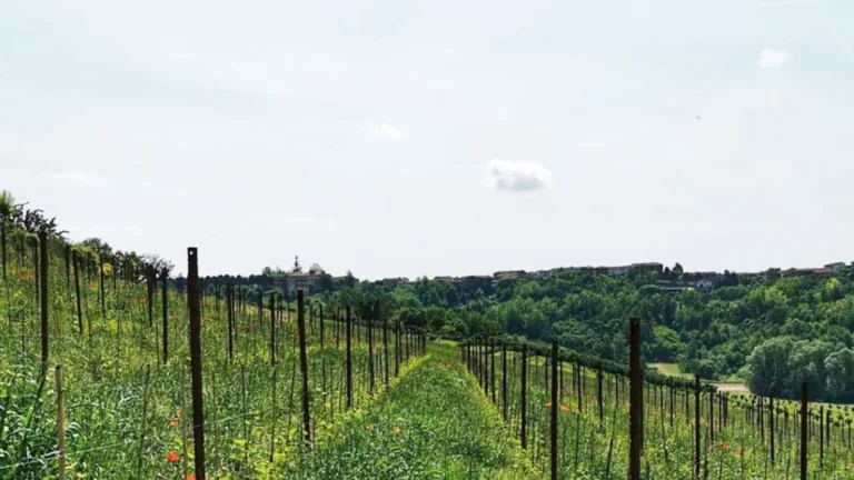 Cascina Tavijn 塔維金酒莊