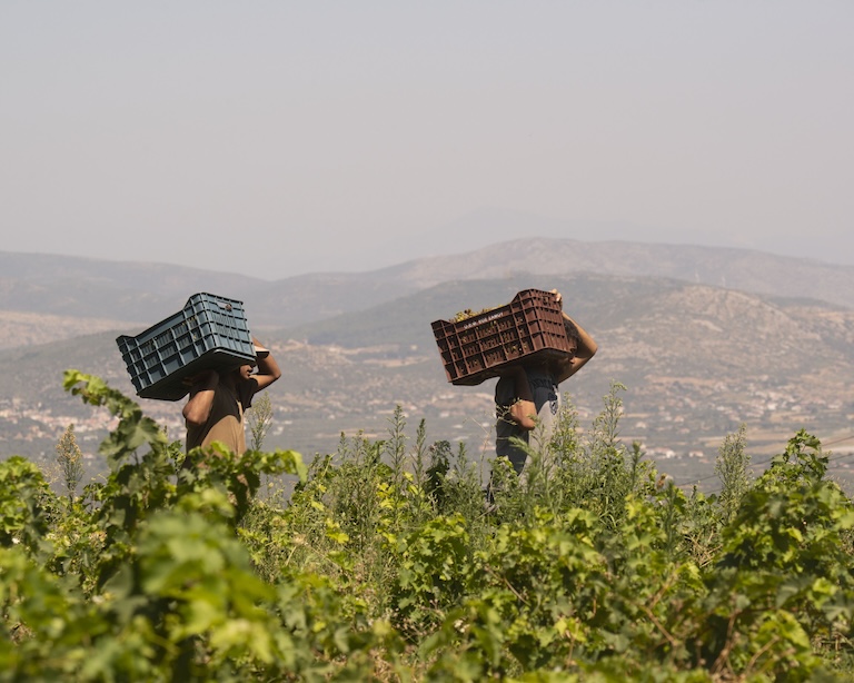 Sous le Vegetal 月球酒莊