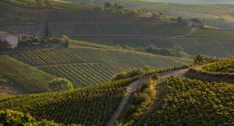 Georges Descombes 德公柏酒莊