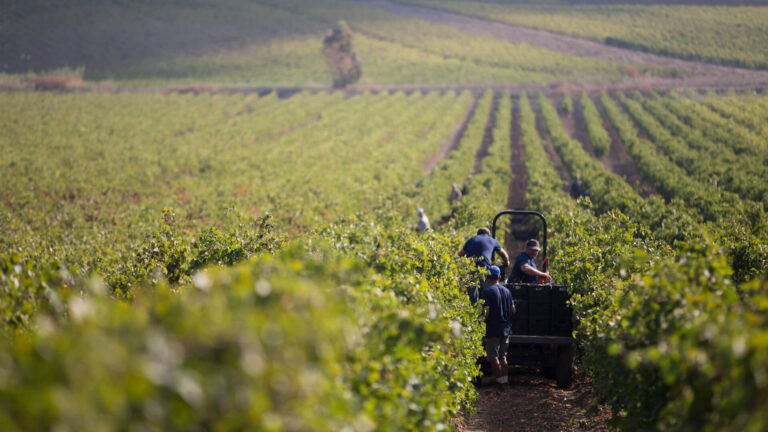 B.IO Bpuntoio 柏沃酒莊
