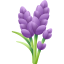 薰衣草 lavender