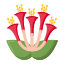 金銀花 honeysuckle