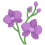 蘭花 Orchid