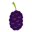 桑椹