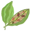 肉豆蔻