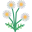 洋甘菊