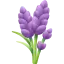 薰衣草