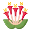 金銀花