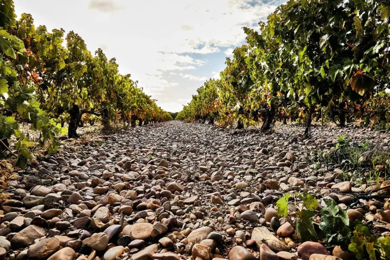 Bodegas y Viñedos Valderiz 瓦德里斯酒莊