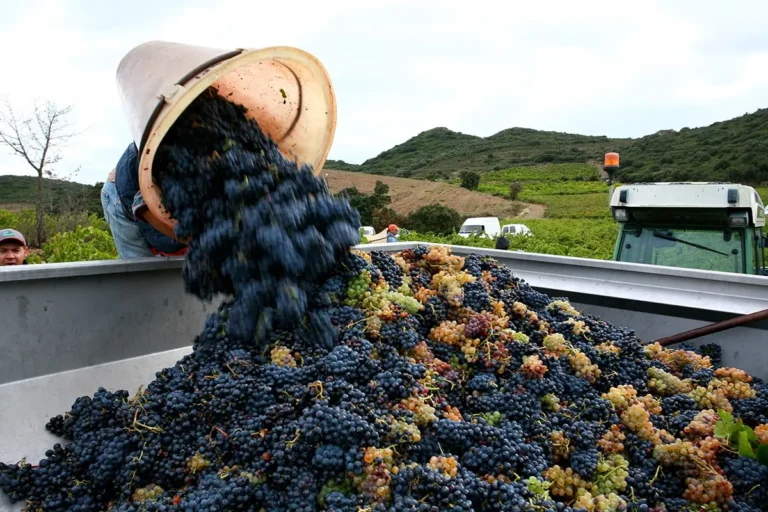 Domaine du Clos des Fees 精靈酒莊