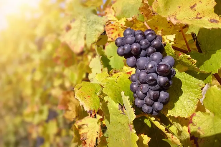 Pinot Noir 黑皮諾