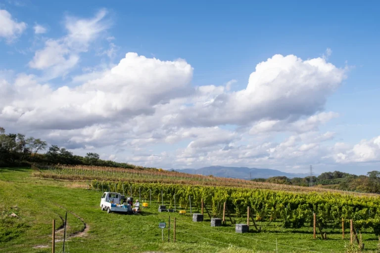 Hamada Vineyard 濱田酒莊